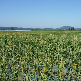 トウモロコシ