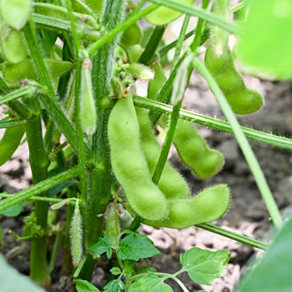 枝豆